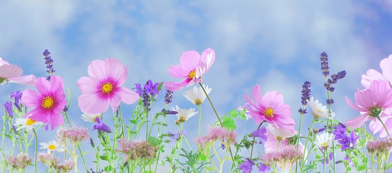 Fairy Garden Plants